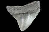 Juvenile Megalodon Tooth - Georgia #111623-1